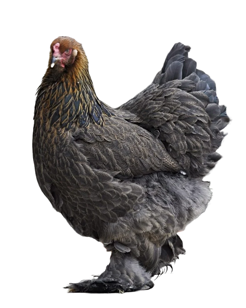 Gallinas brahma boyaca Gallinas brahma boyaca